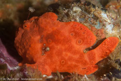 BD-151231-Malapasqua-1602-Antennarius-pictus-(Shaw.-1794)-[Painted-frogfish].jpg